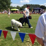 Dog Show